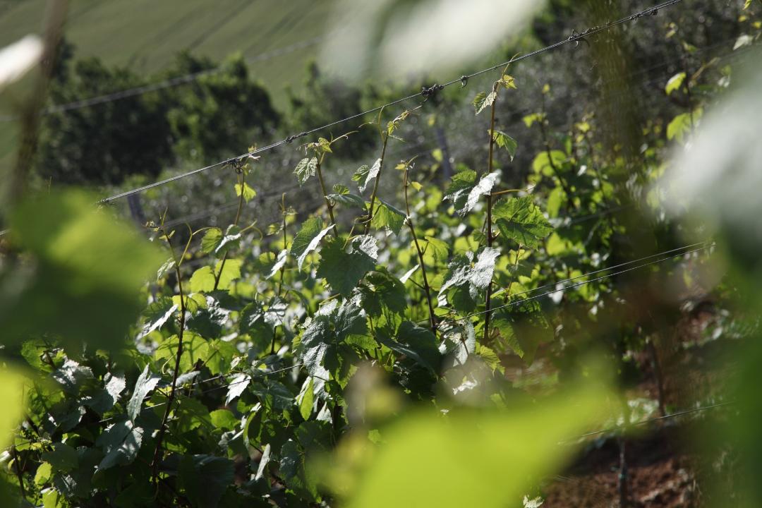 Trebbiano Toscano (o Procanico)